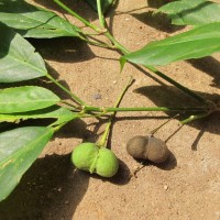 Cleidion javanicum Blume